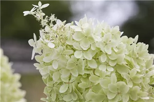 Hydrangea paniculata 'Limelight'(s) - Rispenhortensie 'Limelight'(s)