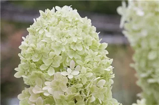 Hydrangea paniculata 'Limelight'(s) - Rispenhortensie 'Limelight'(s)