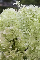 Hydrangea paniculata 'Limelight'(s) - Rispenhortensie 'Limelight'(s)