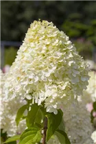 Hydrangea paniculata 'Limelight'(s) - Rispenhortensie 'Limelight'(s)
