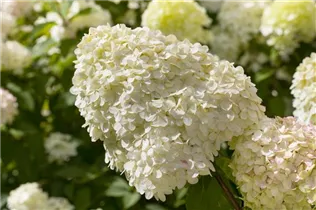 Hydrangea paniculata 'Limelight'(s) - Rispenhortensie 'Limelight'(s)
