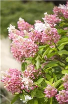 Hydrangea paniculata 'Pinky Winky'® - Rispenhortensie 'Pinky Winky'® Hydrangea paniculata 'Pinky Winky'® - Rispenhortensie 'Pinky Winky'®