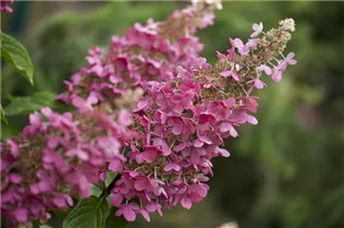Hydrangea paniculata 'Pinky Winky'® - Rispenhortensie 'Pinky Winky'® Hydrangea paniculata 'Pinky Winky'® - Rispenhortensie 'Pinky Winky'®