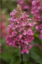 Hydrangea paniculata 'Pinky Winky'® - Rispenhortensie 'Pinky Winky'® Hydrangea paniculata 'Pinky Winky'® - Rispenhortensie 'Pinky Winky'®