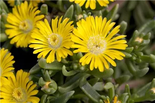 Delosperma 'Wheels of Wonder'® - Delosperma 'Wheels of Wonder'®