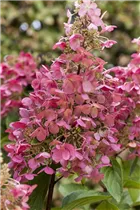 Hydrangea paniculata 'Pinky Winky'® - Rispenhortensie 'Pinky Winky'® Hydrangea paniculata 'Pinky Winky'® - Rispenhortensie 'Pinky Winky'®