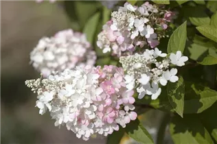 Hydrangea paniculata 'Pinky Winky'® - Rispenhortensie 'Pinky Winky'® Hydrangea paniculata 'Pinky Winky'® - Rispenhortensie 'Pinky Winky'®
