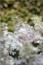 Hydrangea paniculata 'Pinky Winky'® - Rispenhortensie 'Pinky Winky'® Hydrangea paniculata 'Pinky Winky'® - Rispenhortensie 'Pinky Winky'®