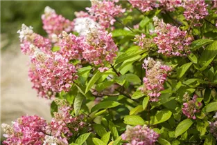 Hydrangea paniculata 'Pinky Winky'® - Rispenhortensie 'Pinky Winky'® Hydrangea paniculata 'Pinky Winky'® - Rispenhortensie 'Pinky Winky'®