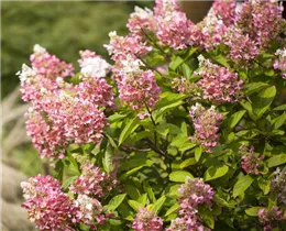 Hydrangea paniculata 'Pinky Winky'® - Rispenhortensie 'Pinky Winky'® Hydrangea paniculata 'Pinky Winky'® - Rispenhortensie 'Pinky Winky'®