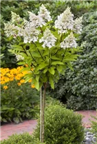 Hydrangea paniculata 'Pinky Winky'® - Rispenhortensie 'Pinky Winky'® Hydrangea paniculata 'Pinky Winky'® - Rispenhortensie 'Pinky Winky'®