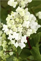 Hydrangea paniculata 'Vanille Fraise'® - Rispenhortensie 'Vanille Fraise'® Hydrangea paniculata 'Vanille Fraise'® - Rispenhortensie 'Vanille Fraise'®