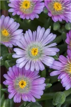 Delosperma congestum - Gedrängte Mittagsblume Delosperma congestum - Gedrängte Mittagsblume