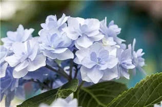 Hydrangea 'You & Me'® - Bauernhortensie 'You & Me'®