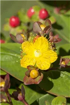 Hypericum inodorum - Johanniskraut Hypericum inodorum - Johanniskraut