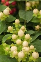 Hypericum inodorum - Johanniskraut Hypericum inodorum - Johanniskraut