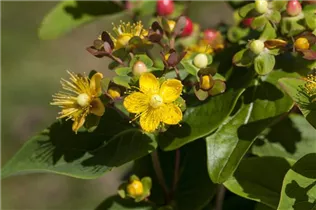 Hypericum inodorum - Johanniskraut Hypericum inodorum - Johanniskraut
