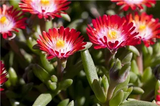 Delosperma cooperi - Coopers Mittagsblume