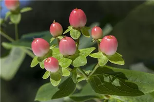 Hypericum inodorum - Johanniskraut Hypericum inodorum - Johanniskraut