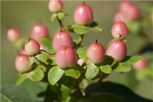 Hypericum inodorum - Johanniskraut Hypericum inodorum - Johanniskraut