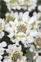 Iberis sempervirens - Immergrüne Schleifenblume Iberis sempervirens - Immergrüne Schleifenblume