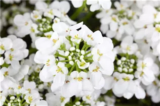 Iberis sempervirens - Immergrüne Schleifenblume Iberis sempervirens - Immergrüne Schleifenblume