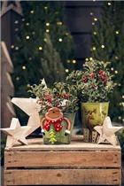 Ilex aquifolium - Gemeine Stechpalme Ilex aquifolium - Gemeine Stechpalme