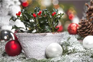 Ilex aquifolium - Gemeine Stechpalme Ilex aquifolium - Gemeine Stechpalme