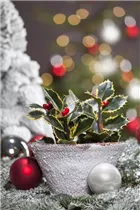 Ilex aquifolium - Gemeine Stechpalme Ilex aquifolium - Gemeine Stechpalme