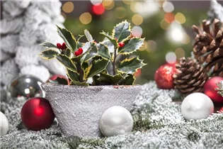 Ilex aquifolium - Gemeine Stechpalme Ilex aquifolium - Gemeine Stechpalme