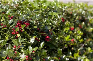 Ilex aquifolium 'Alaska' - Alaska-Stechpalme 'Alaska' Ilex aquifolium 'Alaska' - Alaska-Stechpalme 'Alaska'