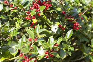 Ilex aquifolium 'Alaska' - Alaska-Stechpalme 'Alaska' Ilex aquifolium 'Alaska' - Alaska-Stechpalme 'Alaska'