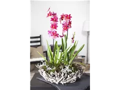 Cambria - Cambria-Orchidee Cambria - Cambria-Orchidee