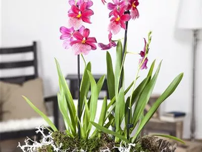 Cambria - Cambria-Orchidee Cambria - Cambria-Orchidee