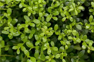 Ilex crenata 'Buxilex'® - Berg-Ilex 'Buxilex'®