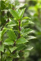 Ilex meserveae - Stechpalme