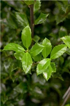 Ilex meserveae 'Heckenstar'(s) - Stechpalme 'Heckenstar'(s)