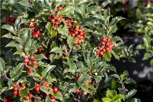 Ilex meserveae 'Heckenstar'(s) - Stechpalme 'Heckenstar'(s)