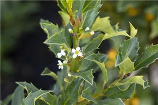 Ilex meserveae 'Heckenstar'(s) - Stechpalme 'Heckenstar'(s)
