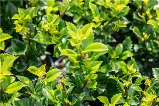 Ilex meserveae 'Heckenstar'(s) - Stechpalme 'Heckenstar'(s)