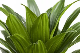 Dracaena deremensis 'Compacta' - Drachenbaum 'Compacta'