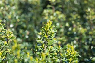 Ilex meserveae 'Heckenstar'(s) - Stechpalme 'Heckenstar'(s)