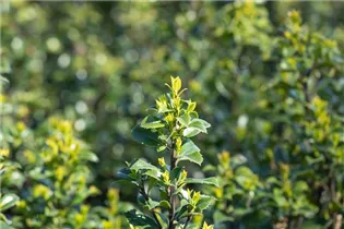 Ilex meserveae 'Heckenstar'(s) - Stechpalme 'Heckenstar'(s)