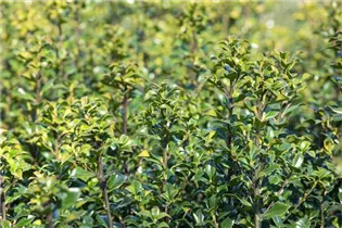 Ilex meserveae 'Heckenstar'(s) - Stechpalme 'Heckenstar'(s)
