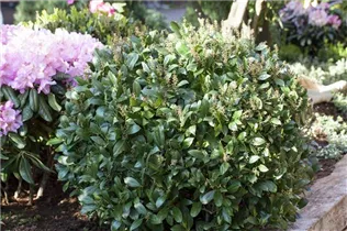 Immergrüne Laubgehölze - Immergrüne Laubgehölze Immergrüne Laubgehölze - Immergrüne Laubgehölze