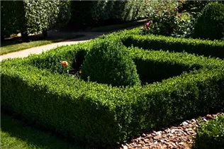 Immergrüne Laubgehölze - Immergrüne Laubgehölze Immergrüne Laubgehölze - Immergrüne Laubgehölze