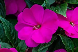 Impatiens neuguinea - Edellieschen Impatiens neuguinea - Edellieschen