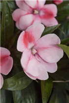 Impatiens neuguinea - Edellieschen Impatiens neuguinea - Edellieschen