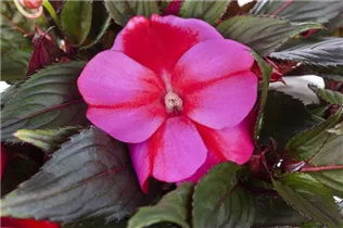 Impatiens neuguinea - Edellieschen Impatiens neuguinea - Edellieschen