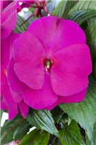 Impatiens neuguinea - Edellieschen Impatiens neuguinea - Edellieschen